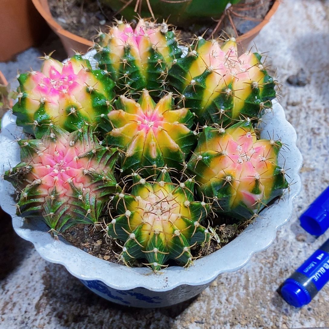 牡丹111111111111111个