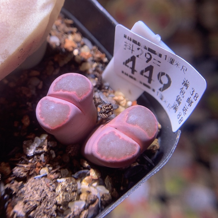 精品生生花29.449