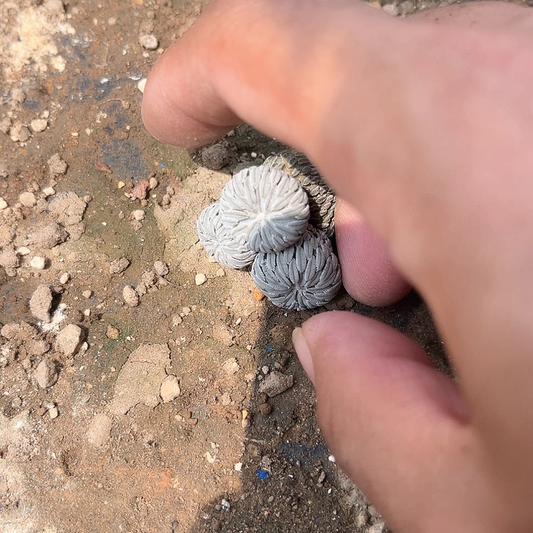 清***风清风一个3头丸子一个