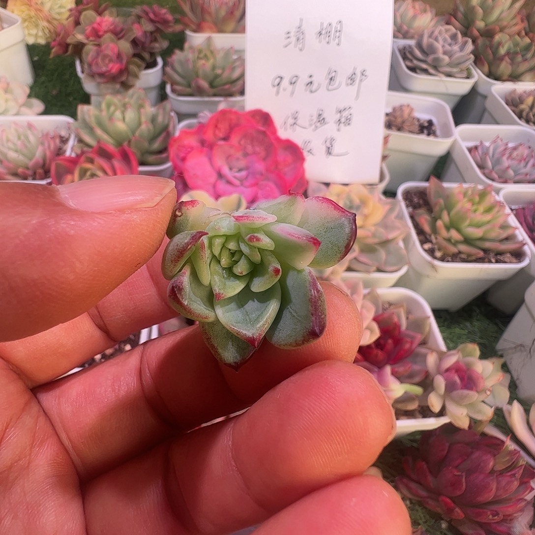 多肉植物肉植物植物