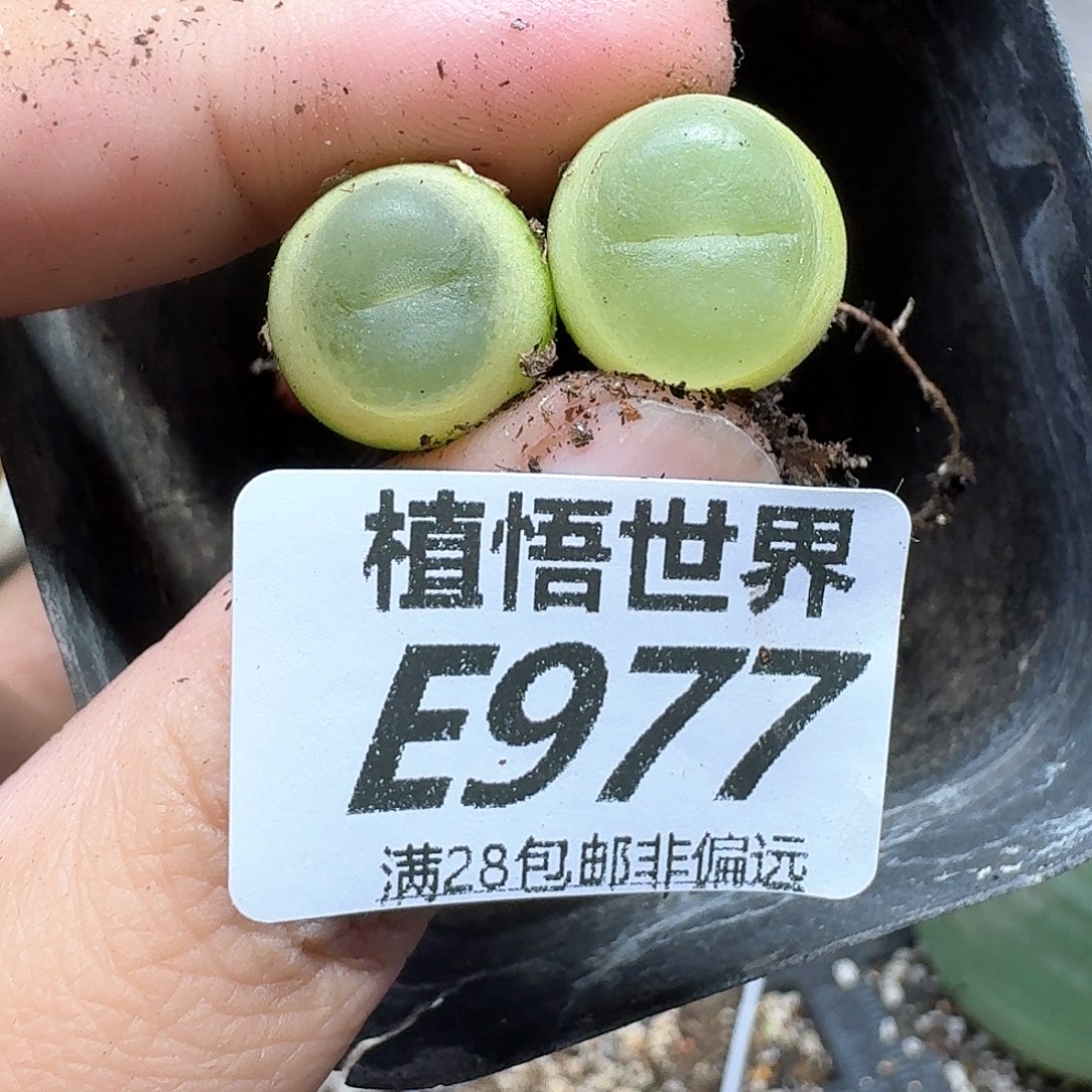 多肉植物的润泽fvb