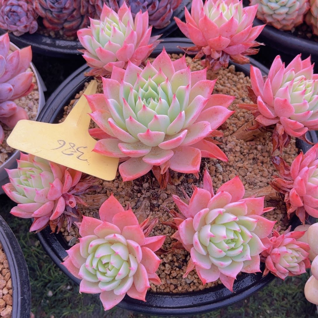 萱*香玉的故事是一个人的故事