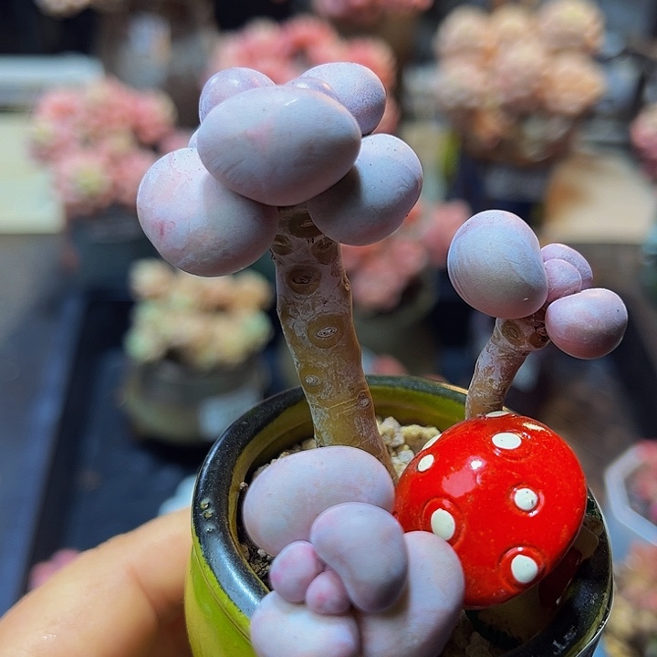 828 烟美人芭比奶酪5 厘米