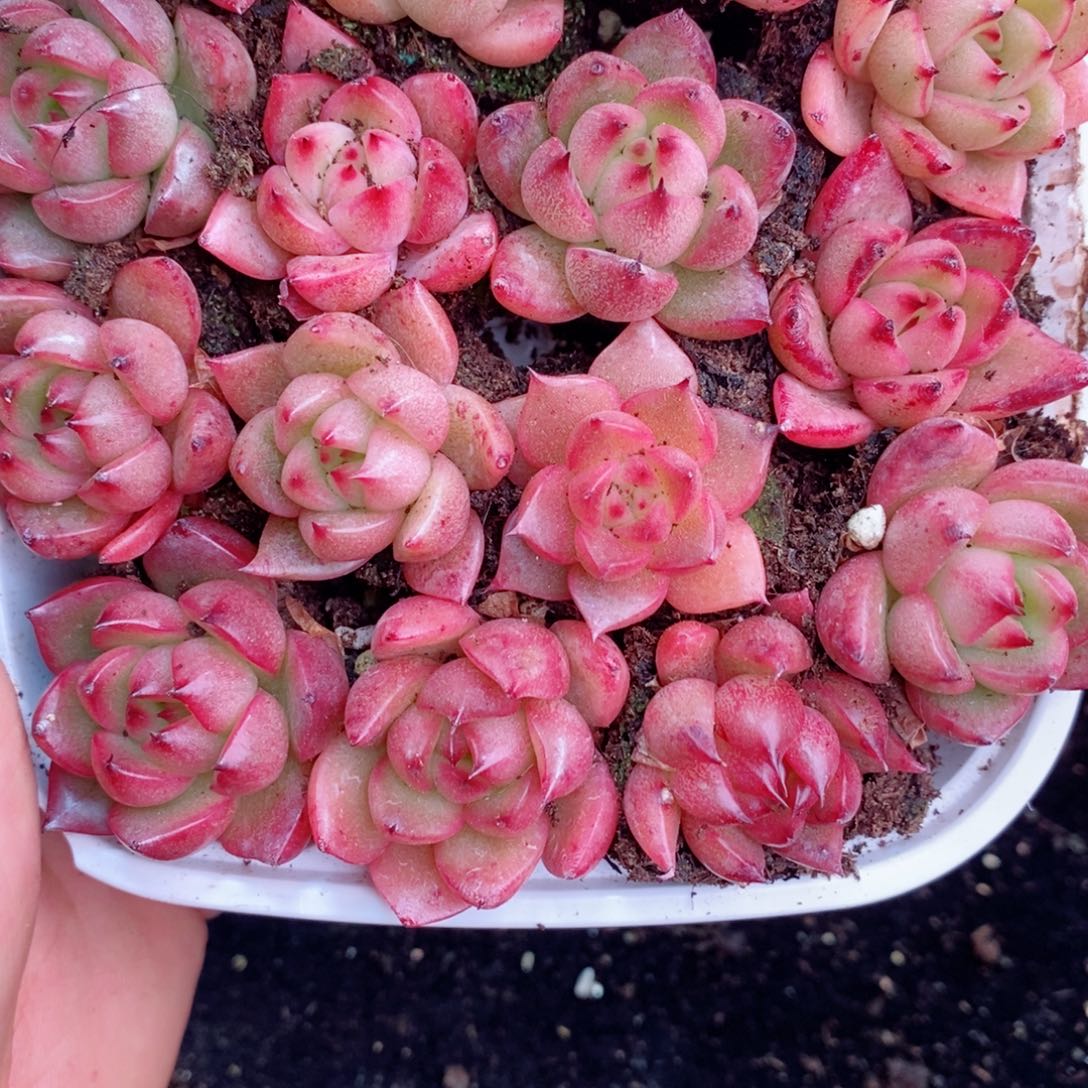 1-955 新疆西藏内蒙不发 12.8包邮2-3公分多肉