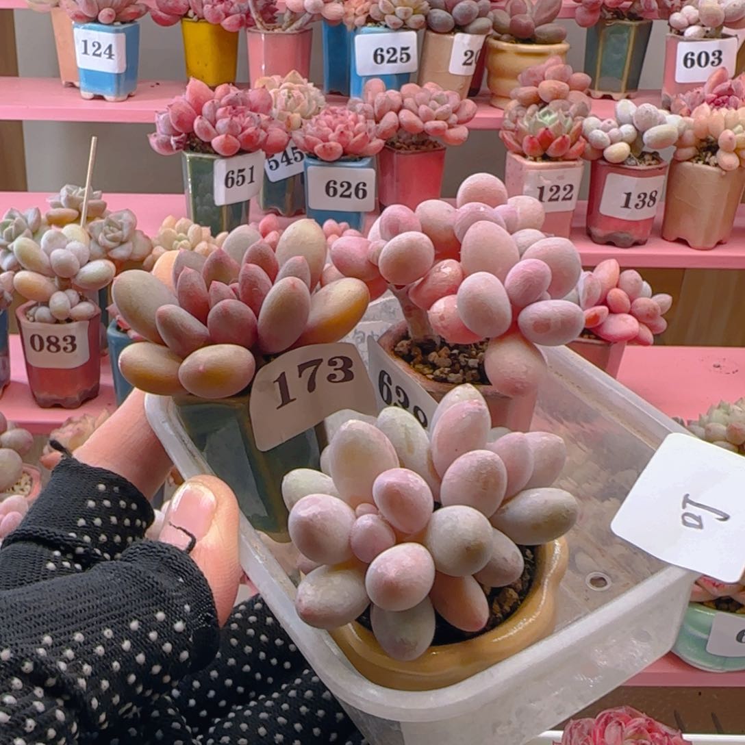 新****叮专拍专拍专拍专拍