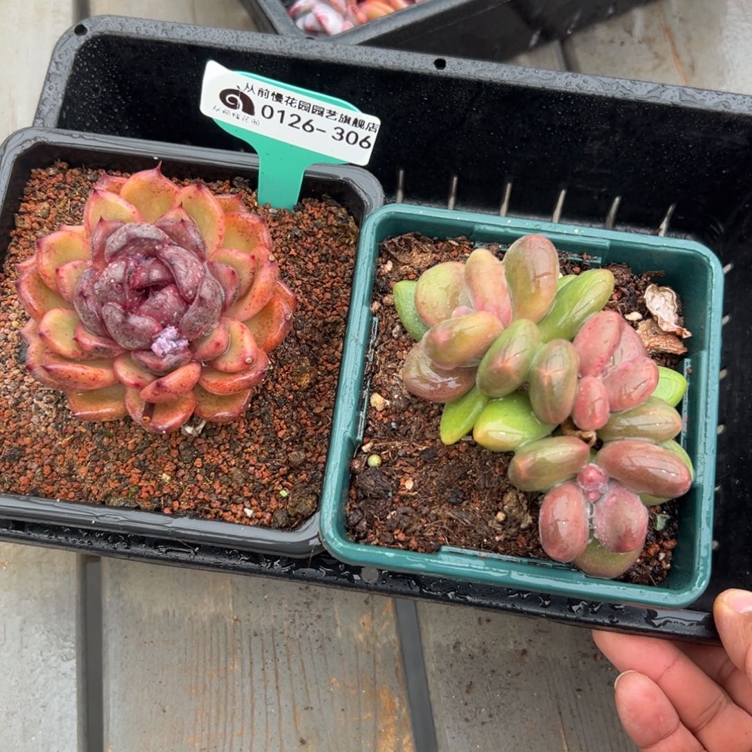 多肉一物一拍0126-306