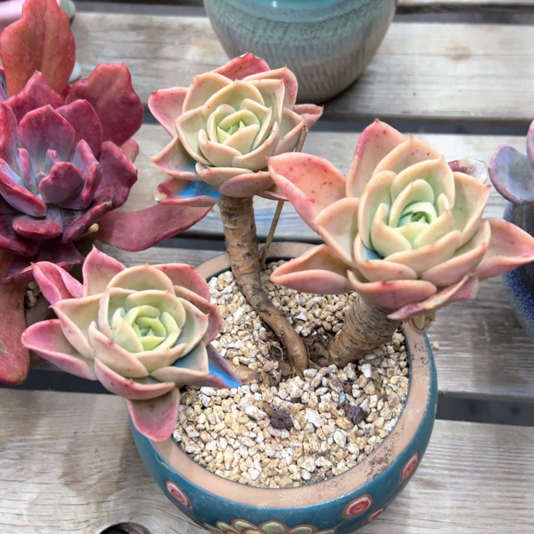 星哪塔38 零零多肉植物