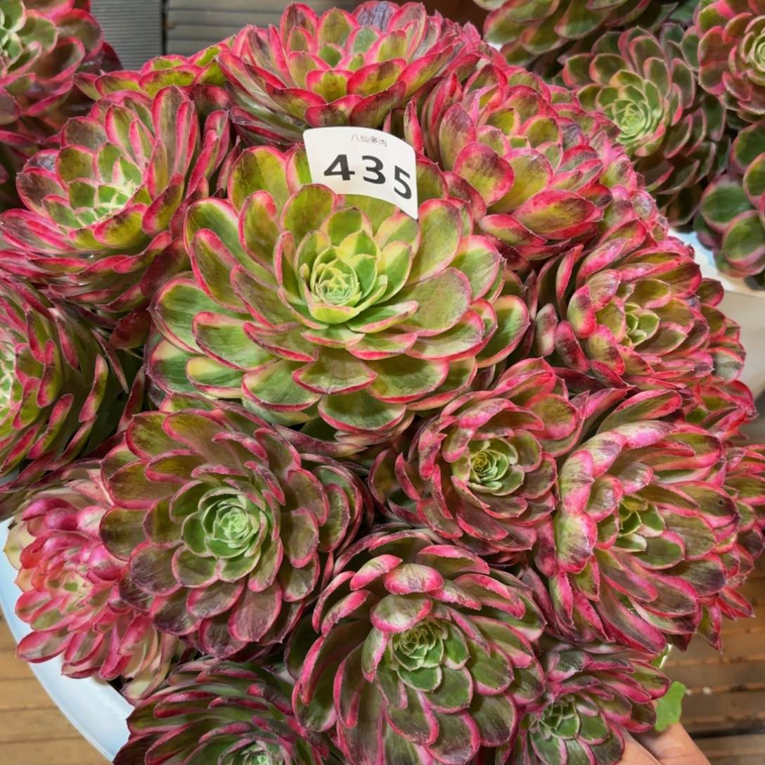 435多肉植物孔雀翎