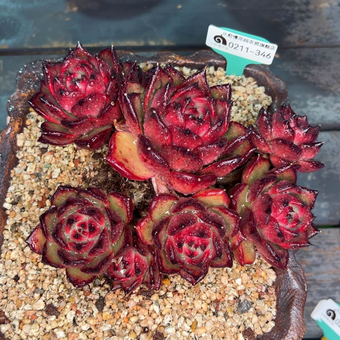 从前慢多肉精选编号0211.347