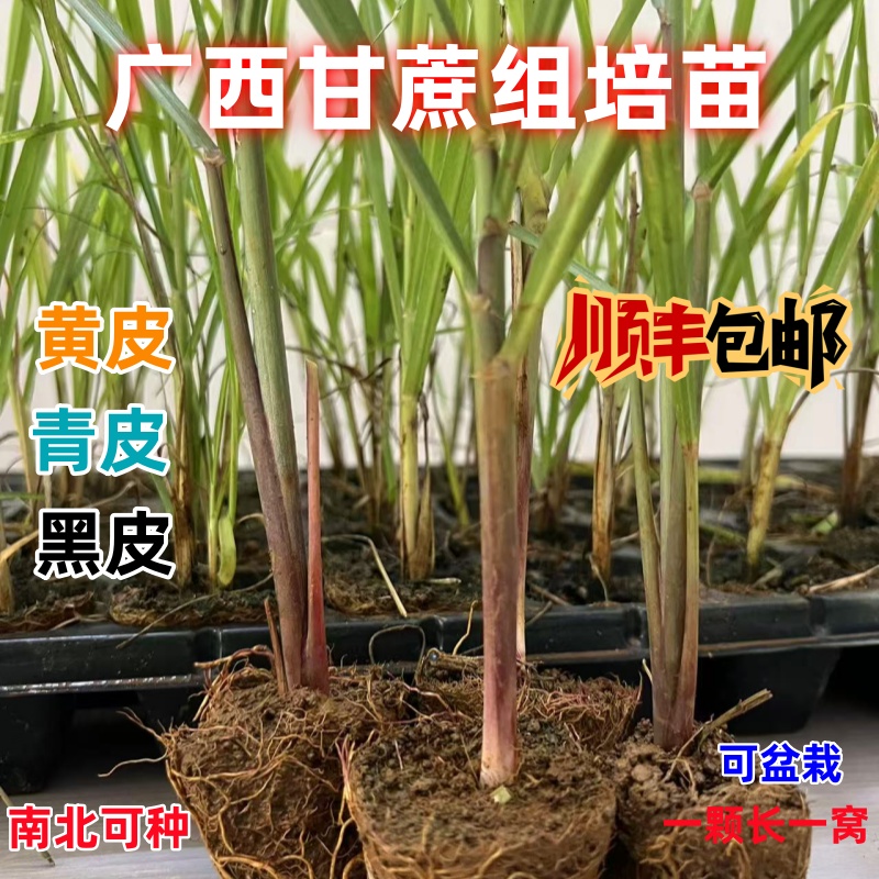 广西黄金水果甘蔗苗皮薄肉厚黄皮甘蔗苗组培苗南北四季栽带土发货