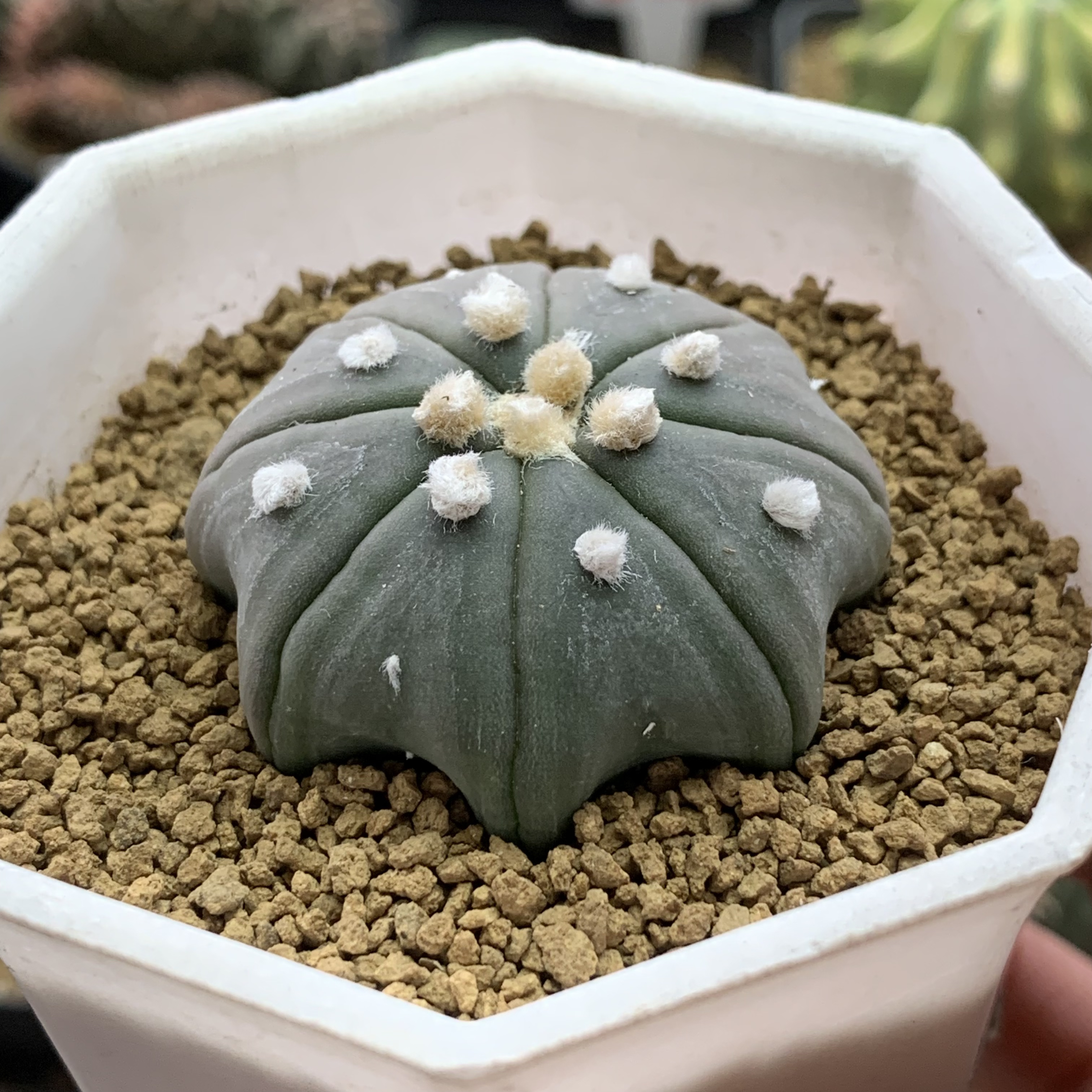 一物一拍实生海星兜仙人球多肉植物开花室内防辐射好养绿植