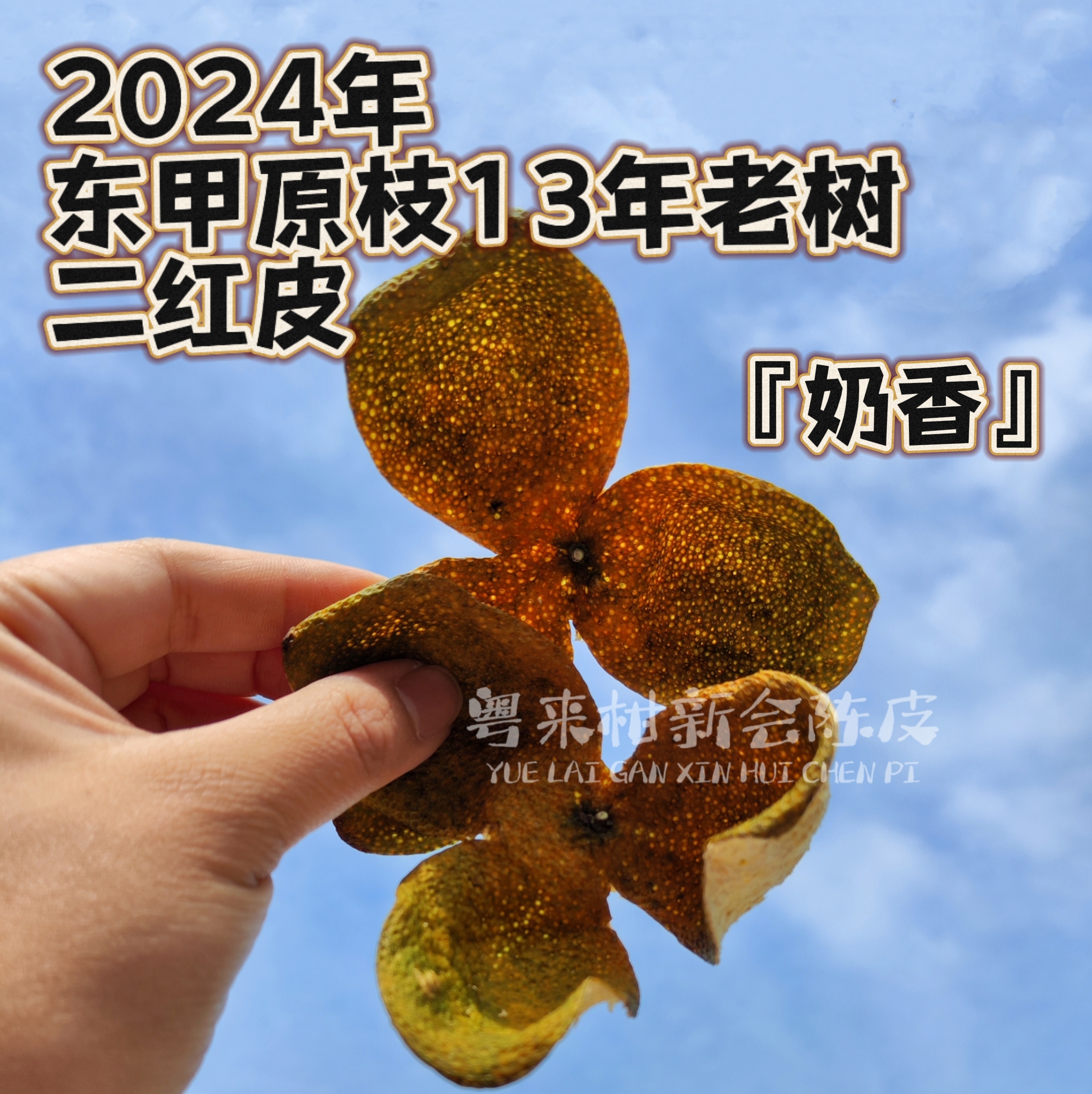 【东甲原枝老树 奶香】2024年新会东甲原枝13年老树 二红皮 黄豆肥