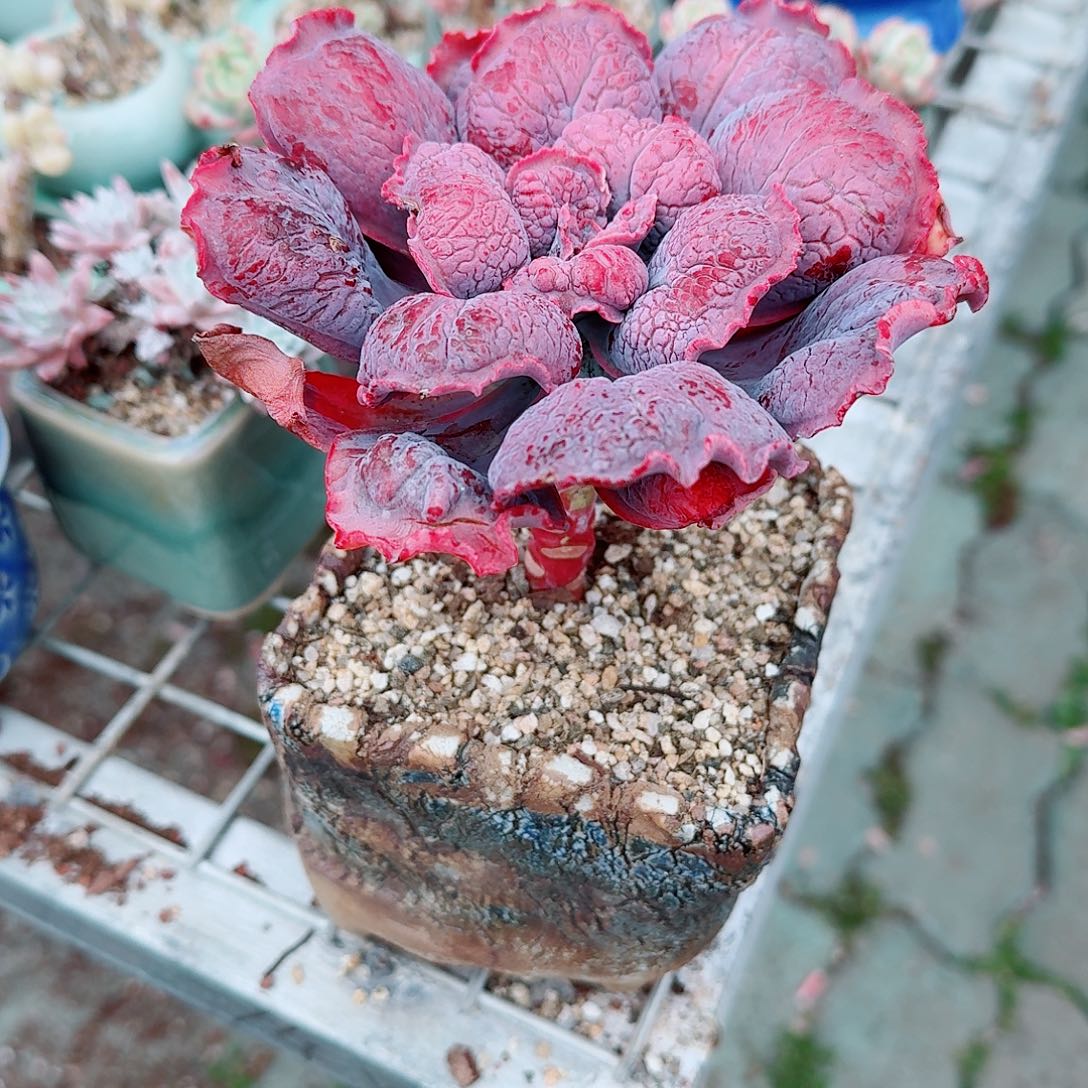 狂野男爵带手捏盆多肉