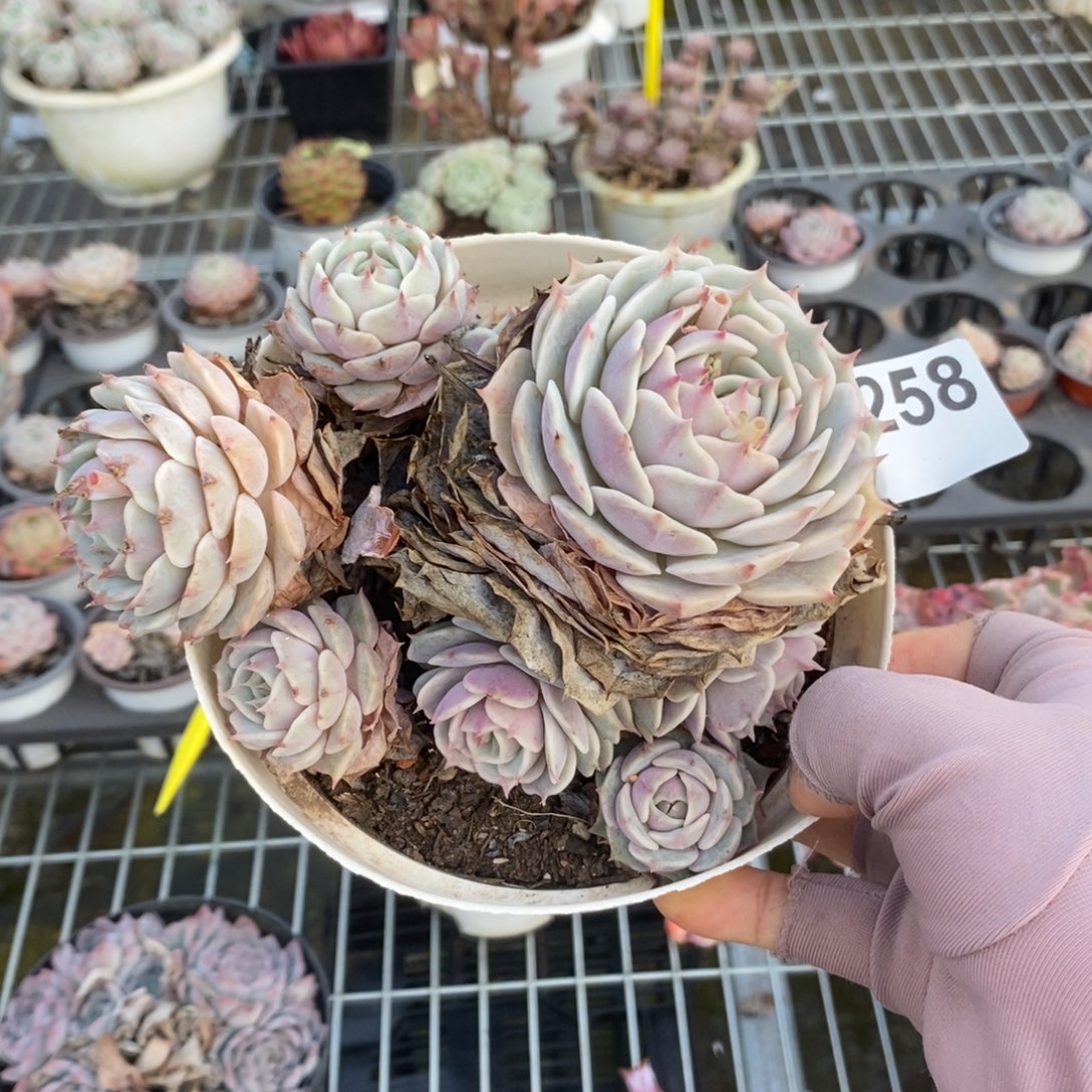 6258露娜莲一物一拍