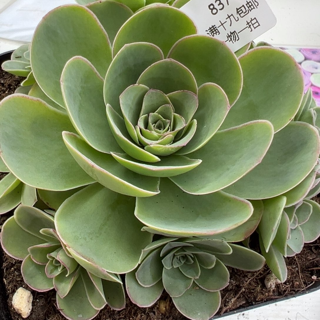 837 山地玫瑰基地带盆土