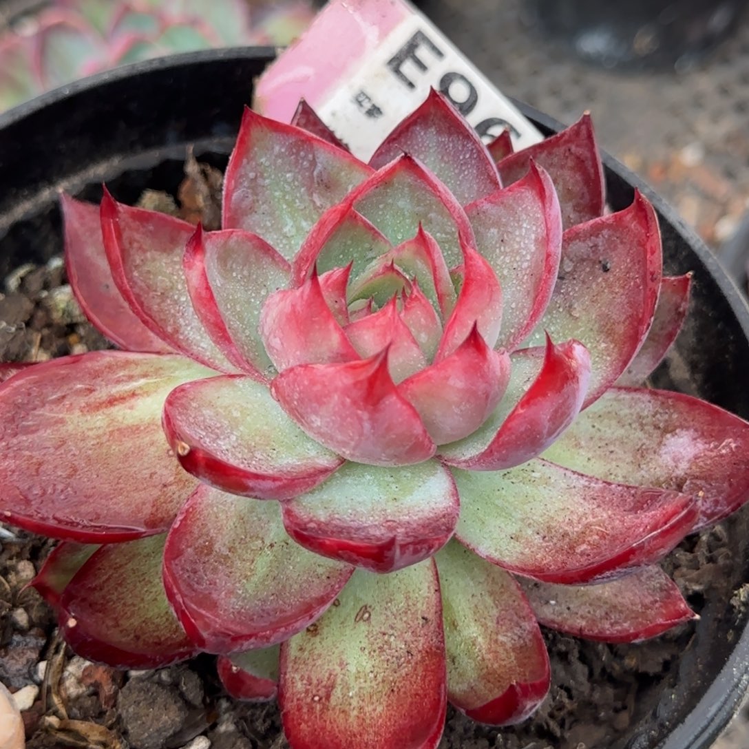 惊鸿一物一拍包装收缩花旱962