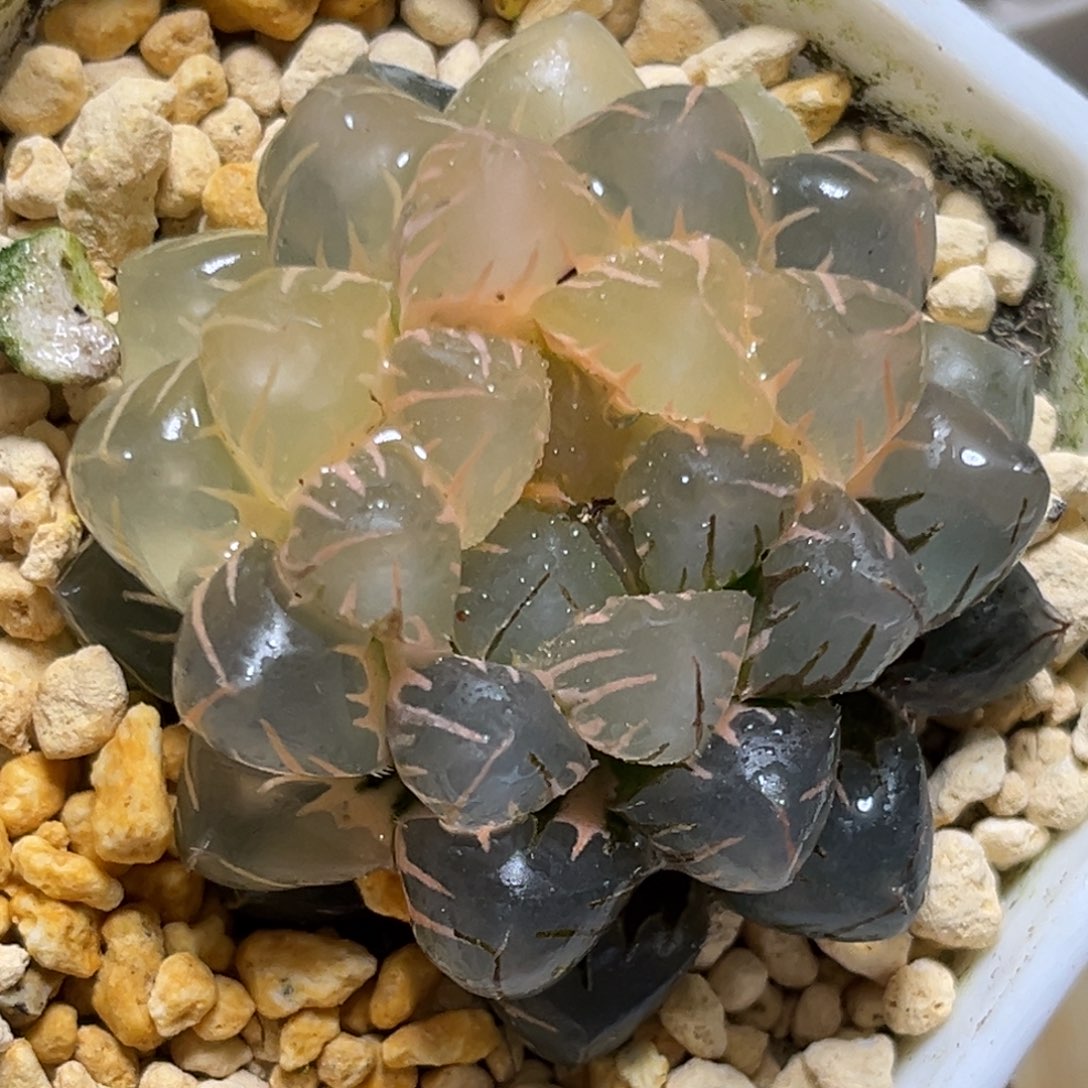 恭喜发财大吉大利558