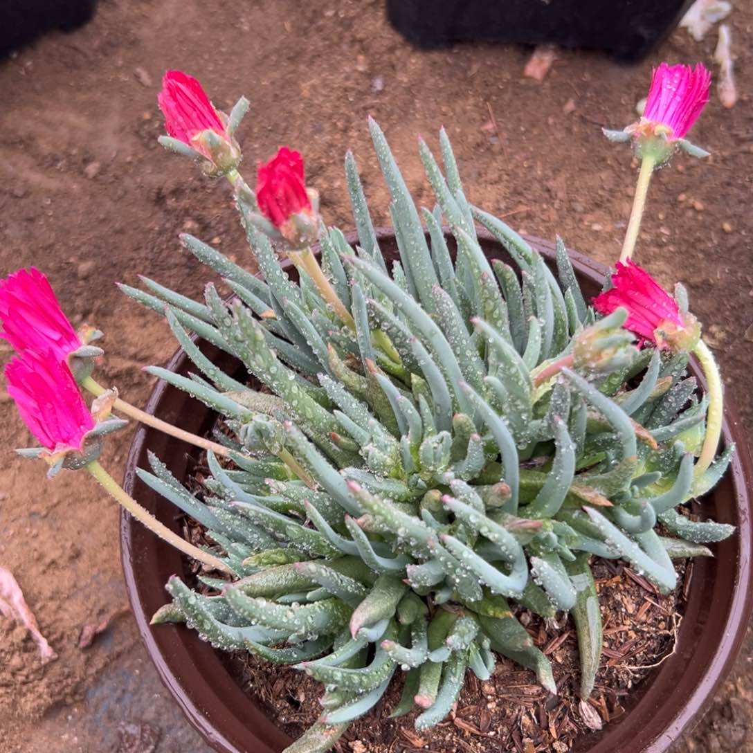 多肉植物红花奔龙