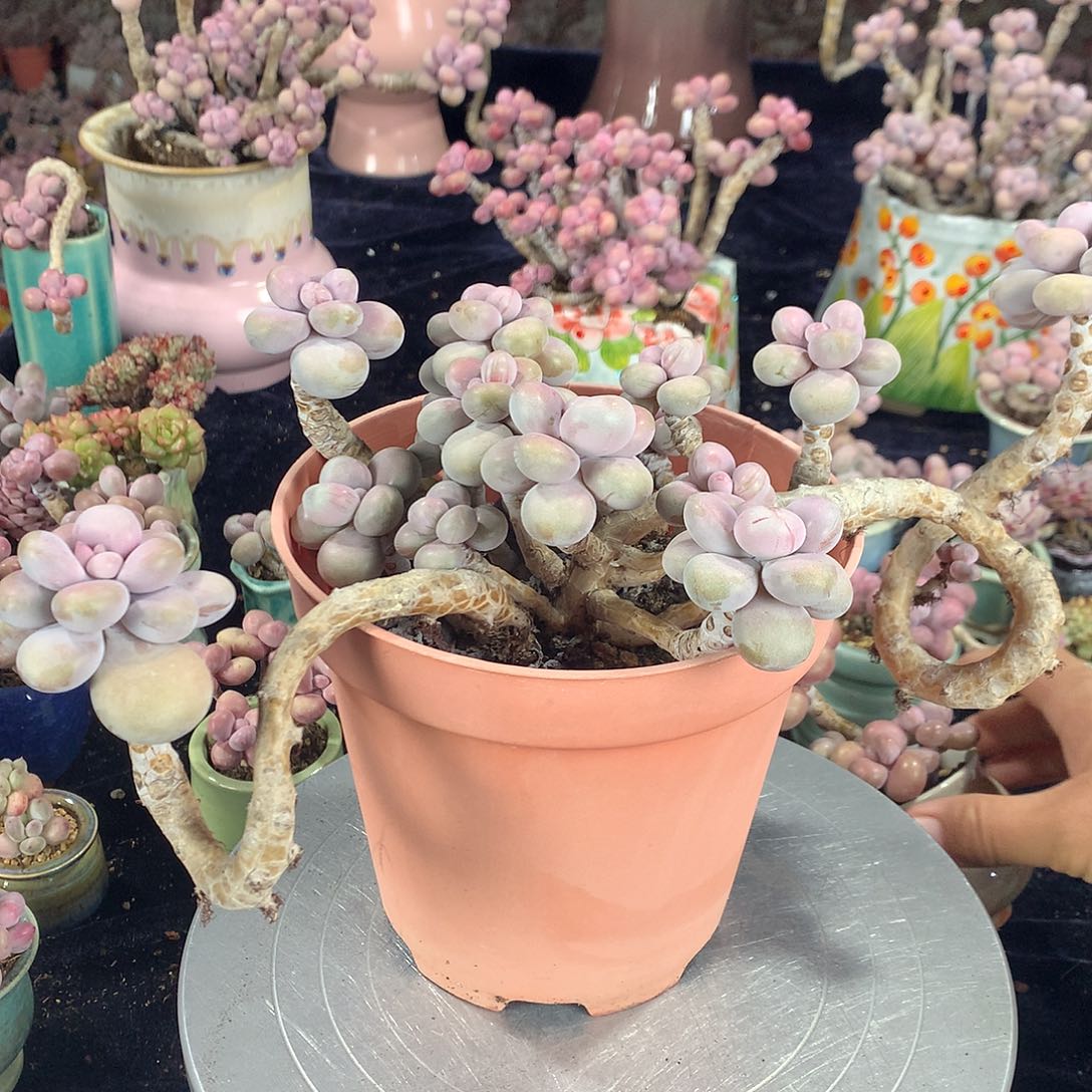 蓝***鱼50号不带盆偏远的bu bao you de