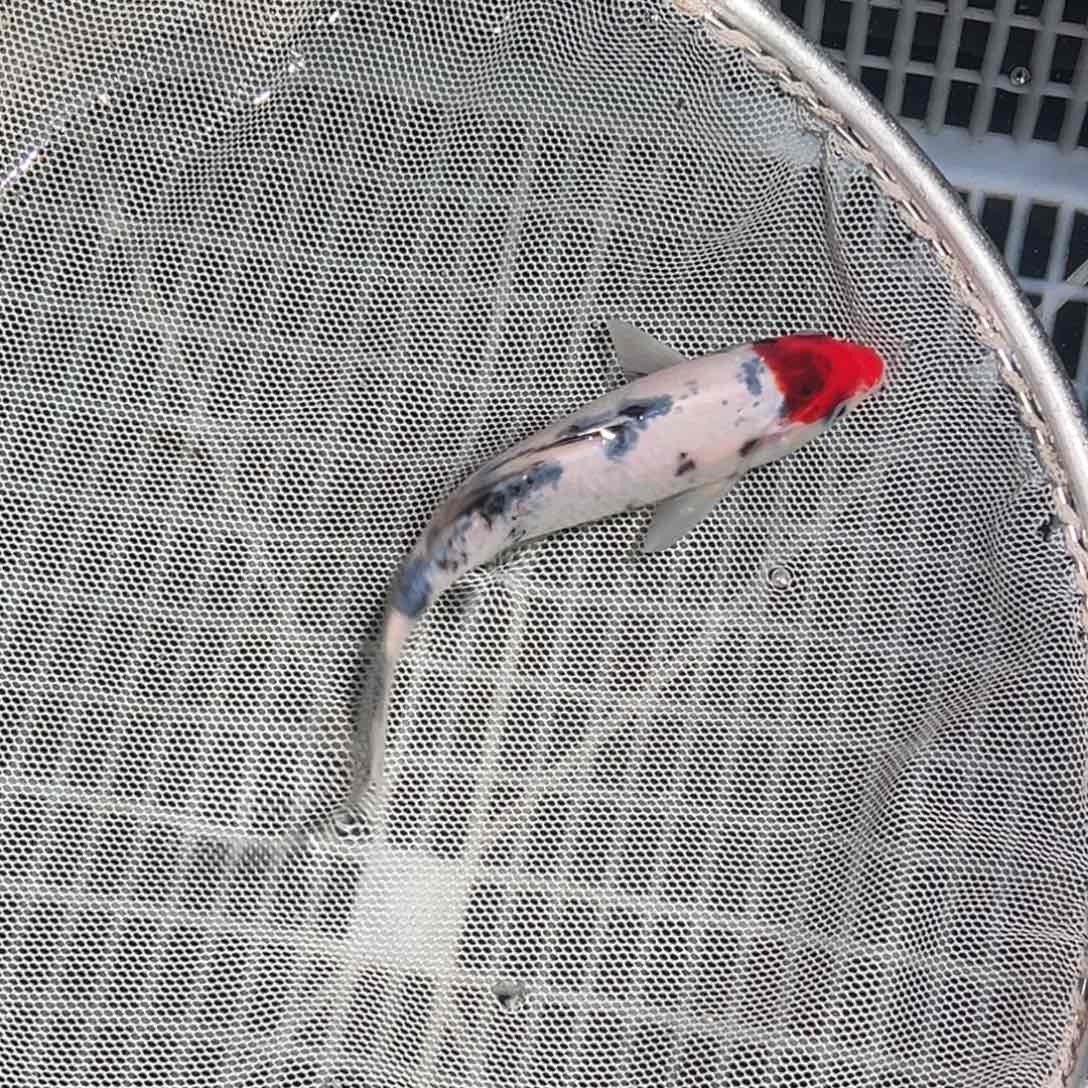 锦鲤锦鲤观赏鱼1111