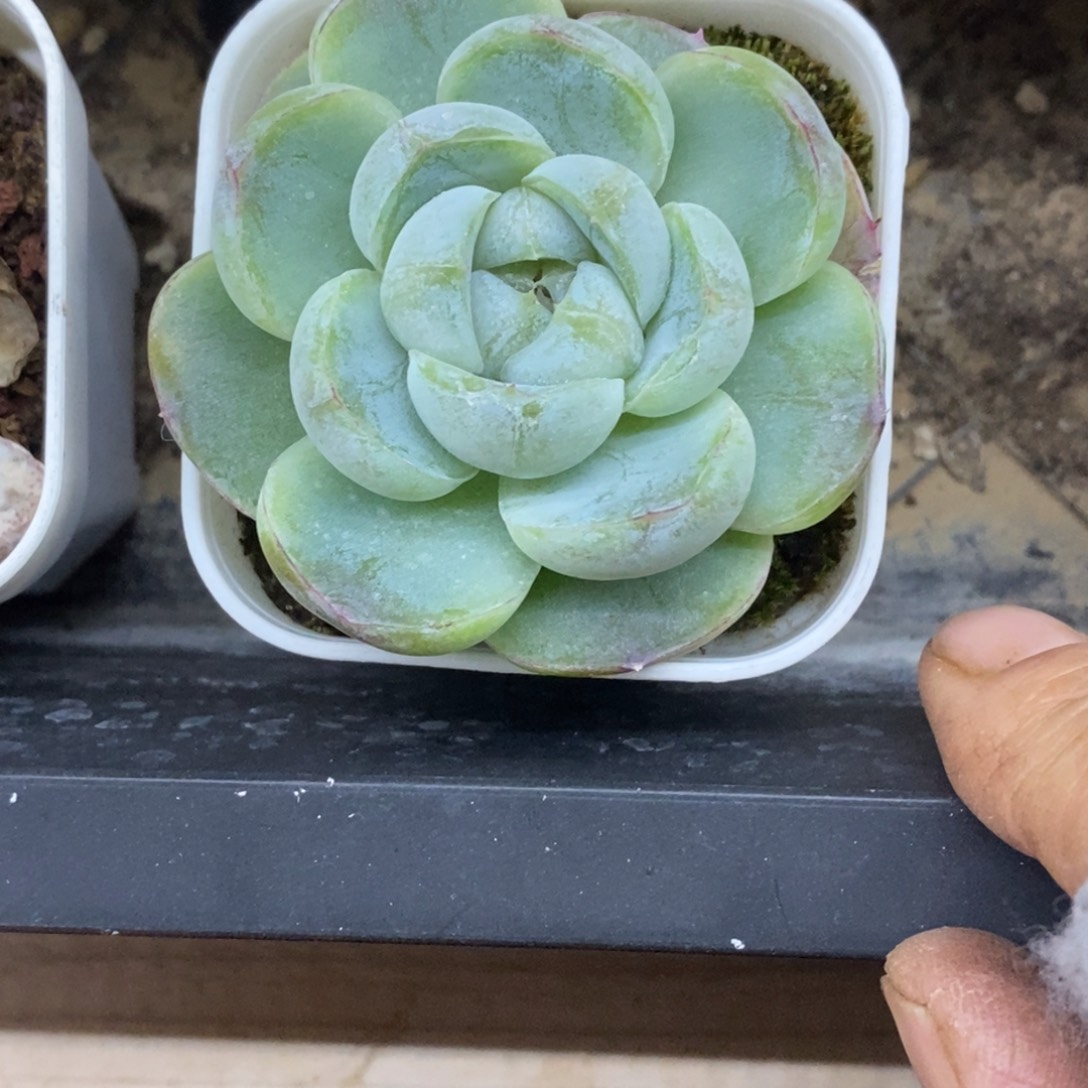 精品多肉一物一拍不包整302