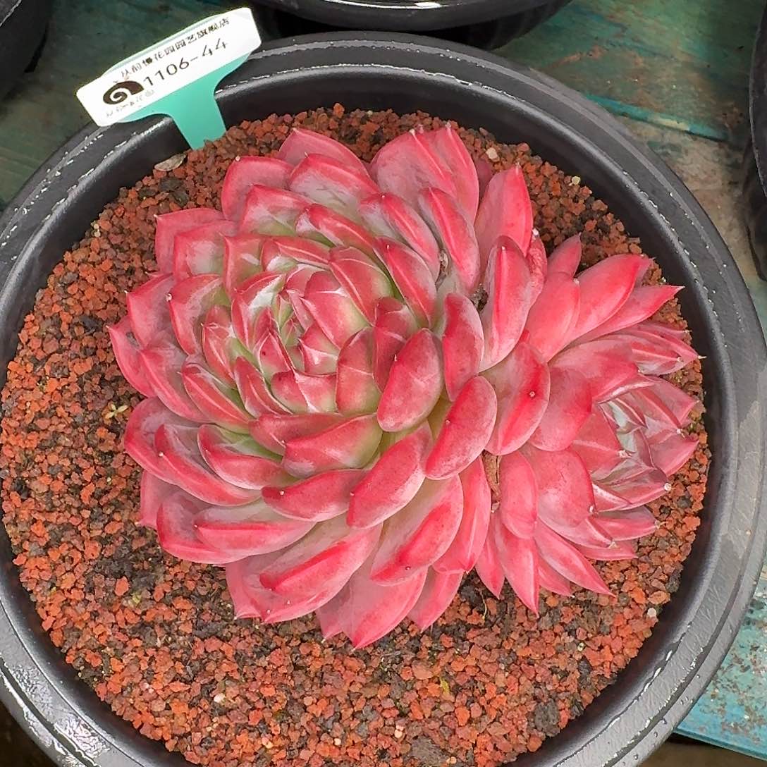 从前慢花园东云1106-44