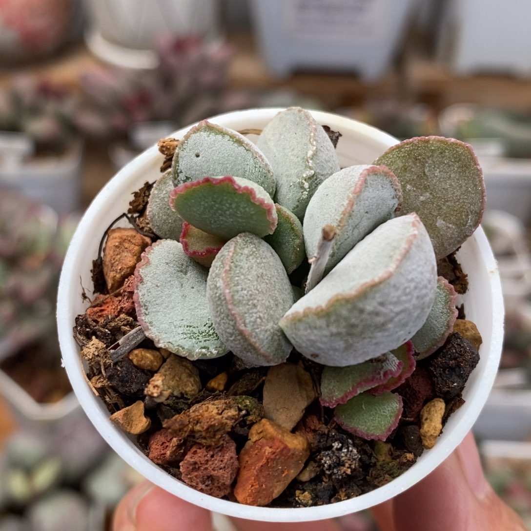 98号硬叶水泡多肉植物