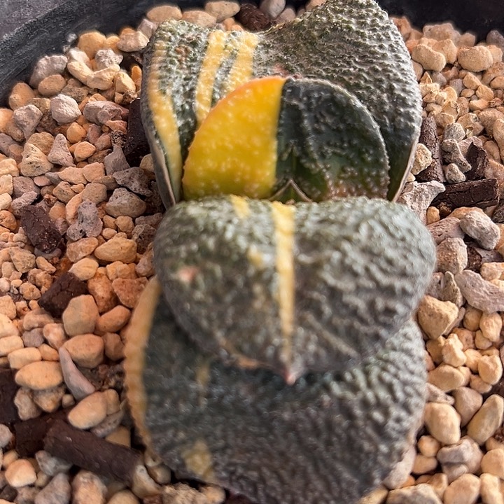 021脱土发货1111111111