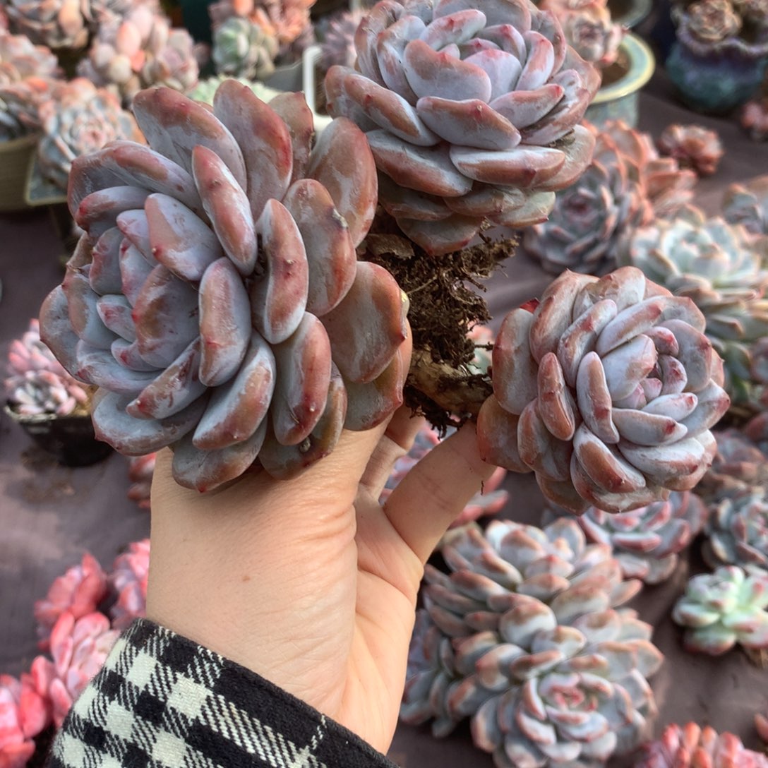 石榴籽哈哈哈哈哈哈哈哈哈哈哈