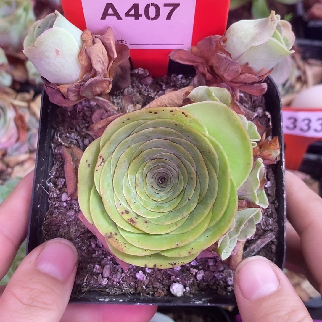 yjj407一物一拍玫瑰