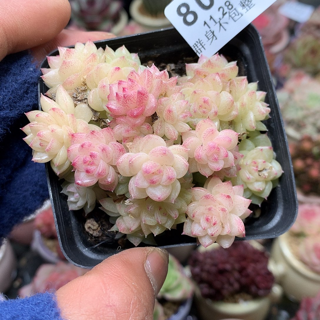 精控拇指盆11.28808