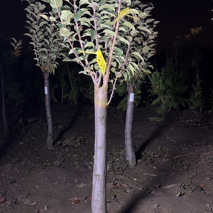 多品苹果树2棵！！！！！！！！！
