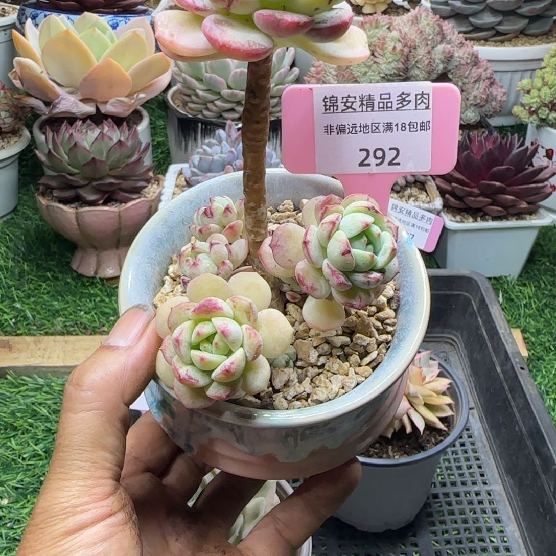 锦安精品多肉植物292