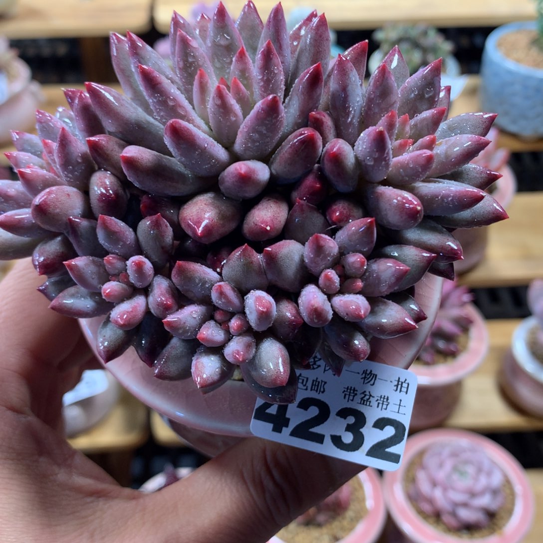 精控多肉植物4232