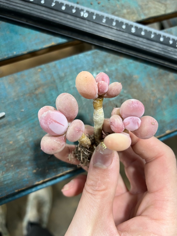 彩虹奶酪三头一体