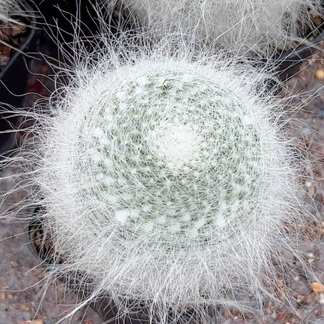 雪缘玉暡 仙人球