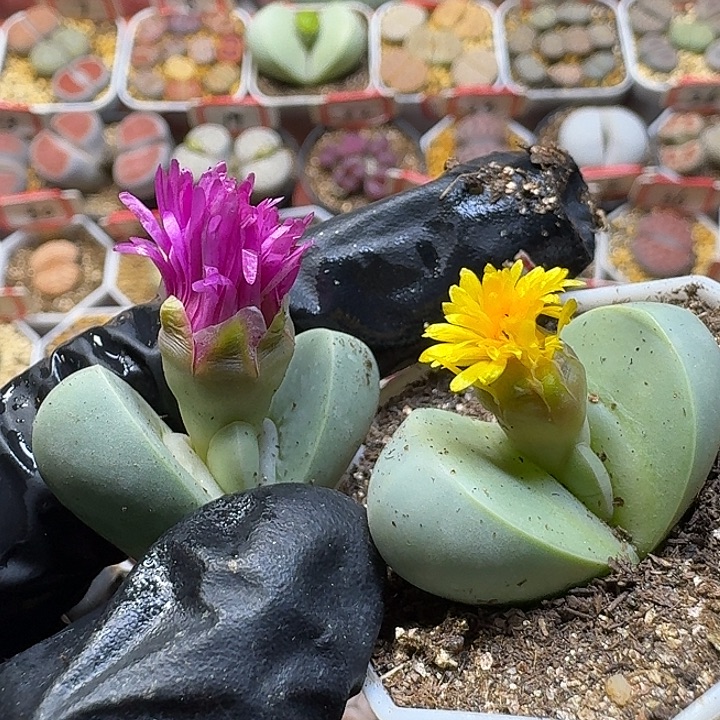 生石花1111112。   225