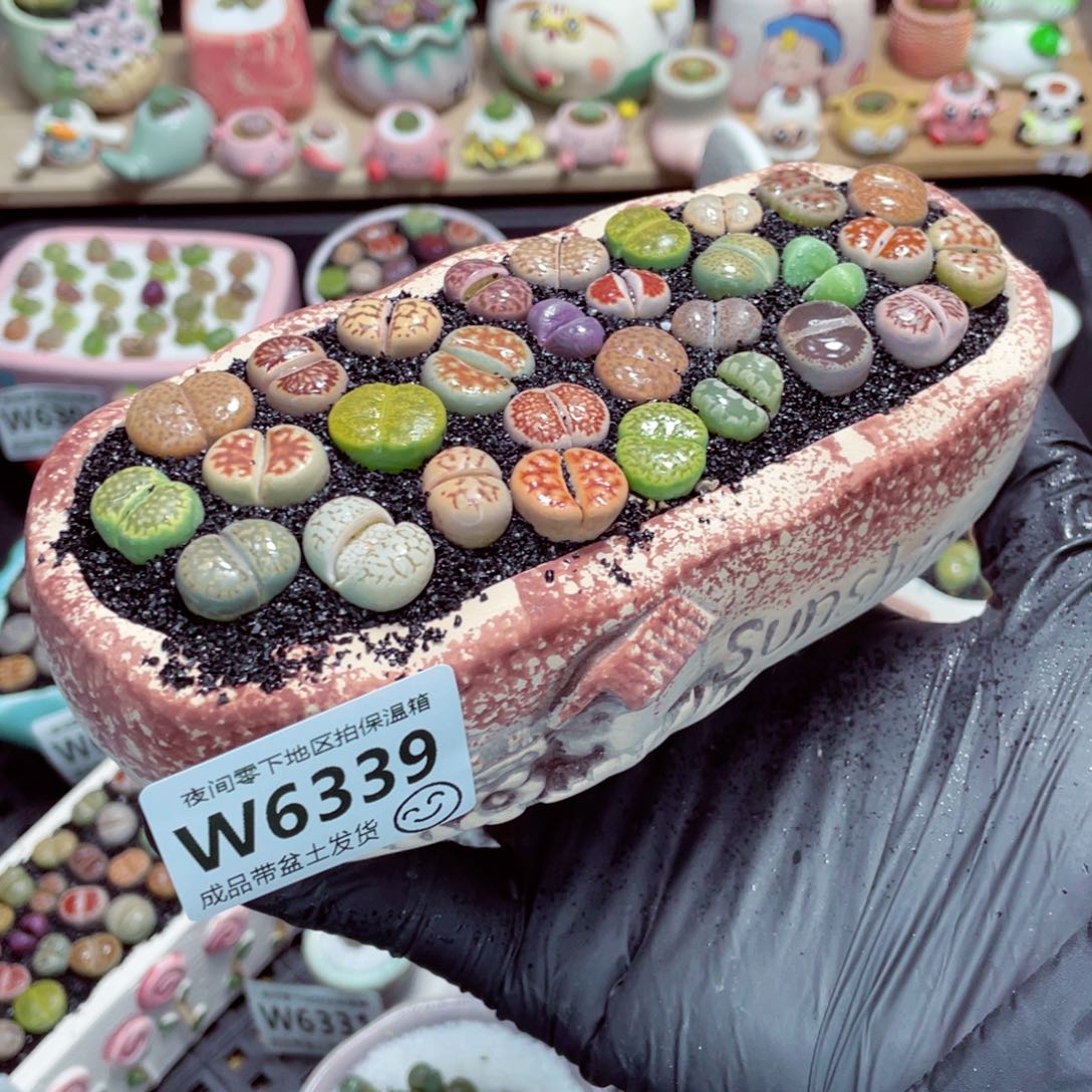 夜间零下地区拍保温箱w6339