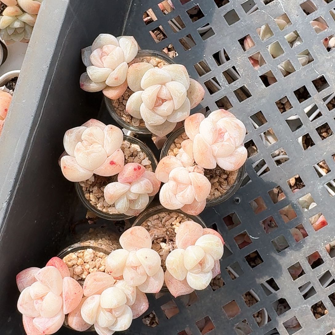 多肉双头冰玉带盆5颗一起带盆