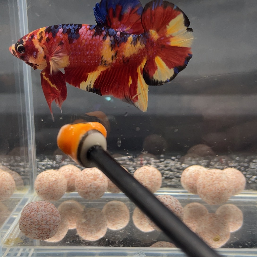 斗鱼12.6 巨斗  010 