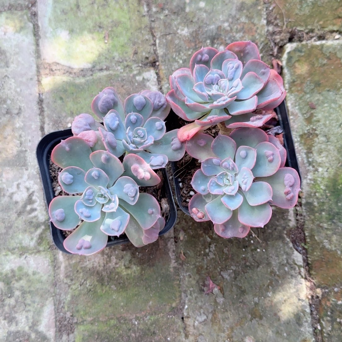 无花朵雨滴双头老桩