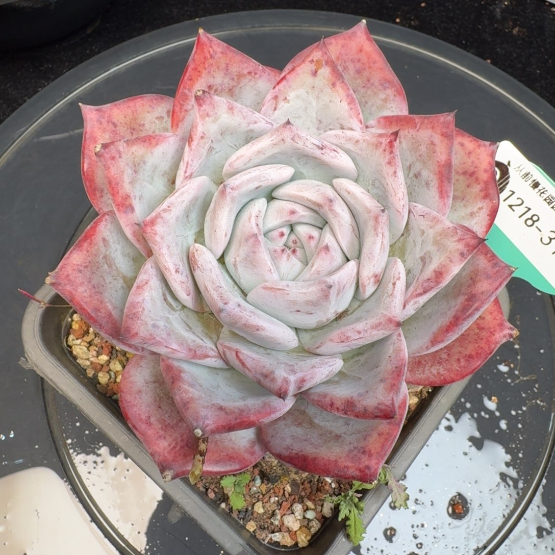 从前慢多肉精选编号1218.310