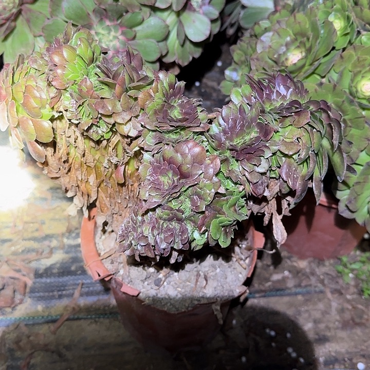 精品万圣节缀化亏本福利27