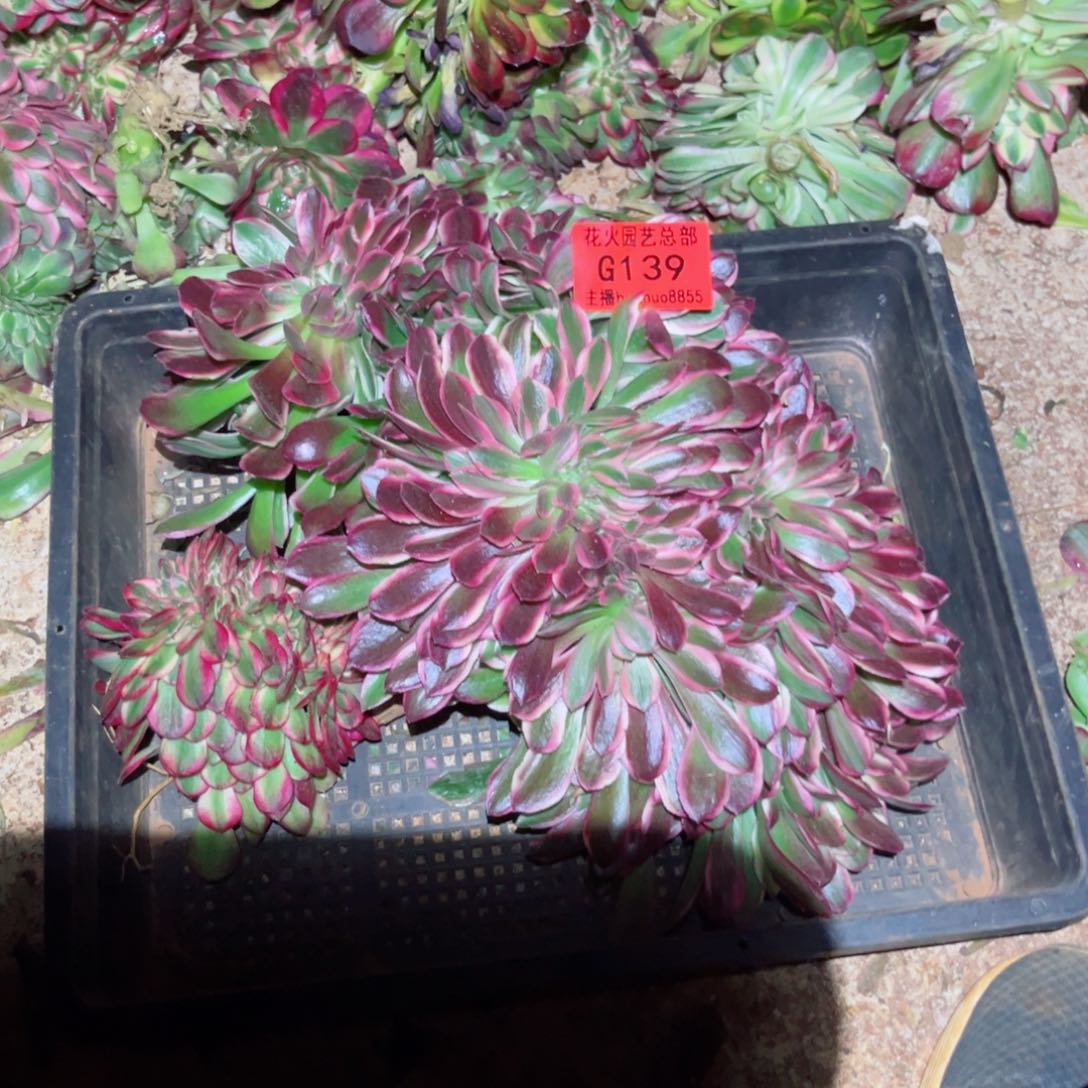 组合139多肉植物