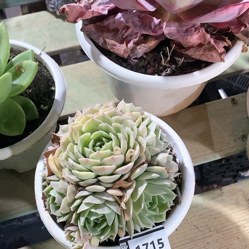 【闪购商品】昂斯洛1715