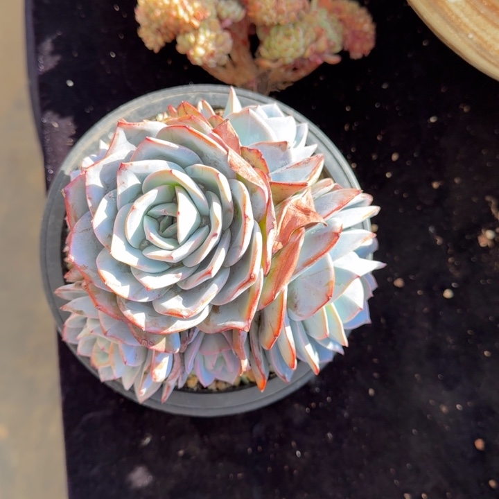 15厘米左右一物一拍多肉植物