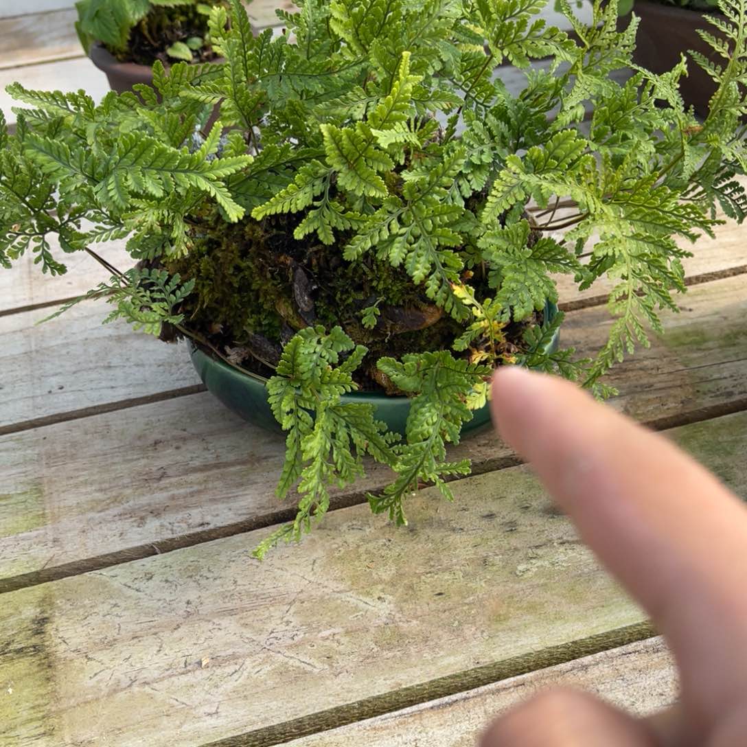 博***身完全开放盆栽植物