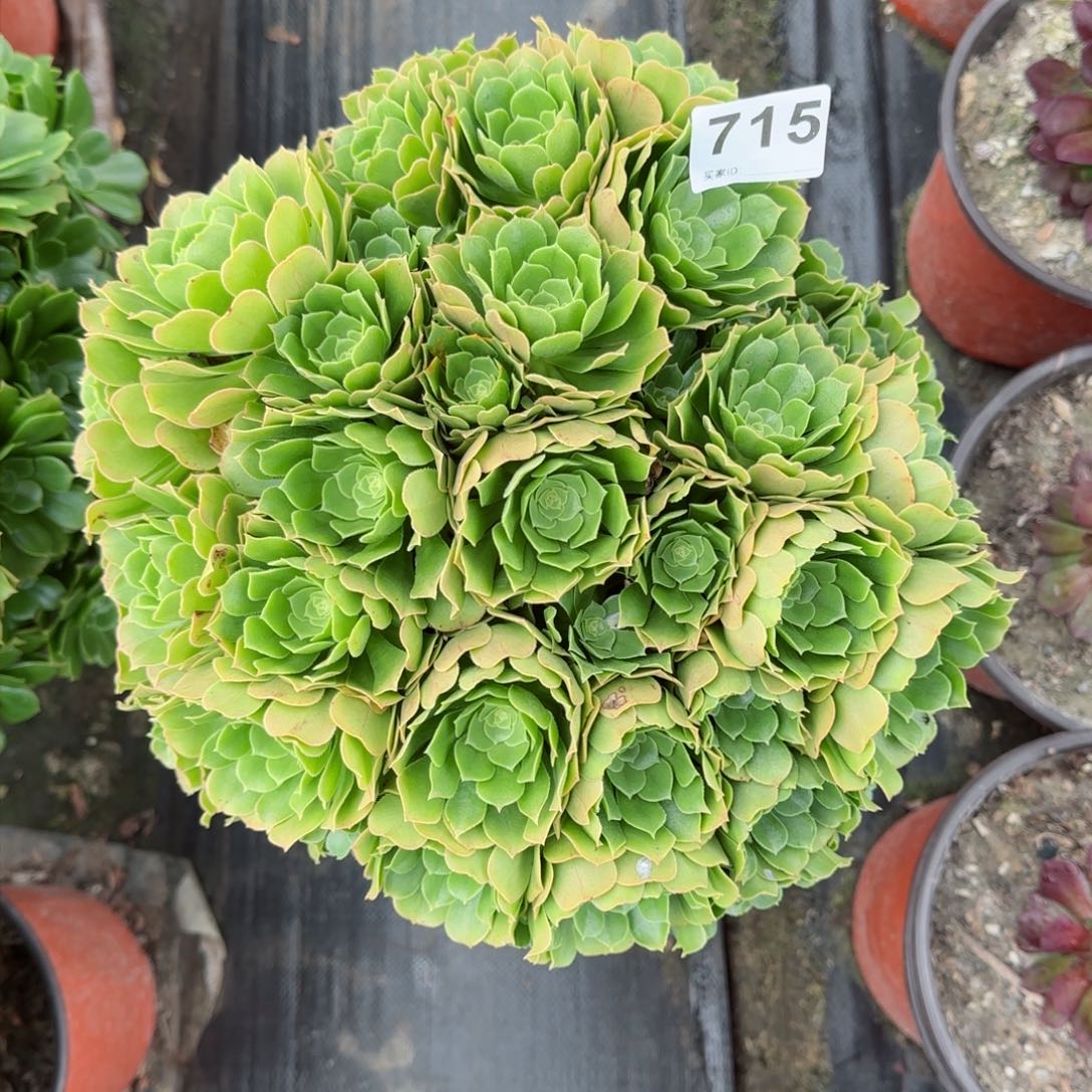 715多肉植物绿朵