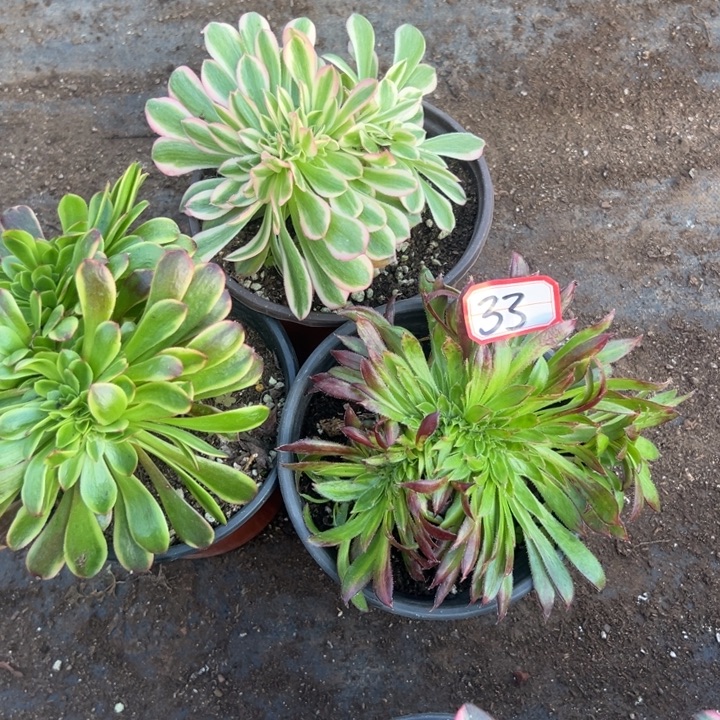 多肉植物33不售后