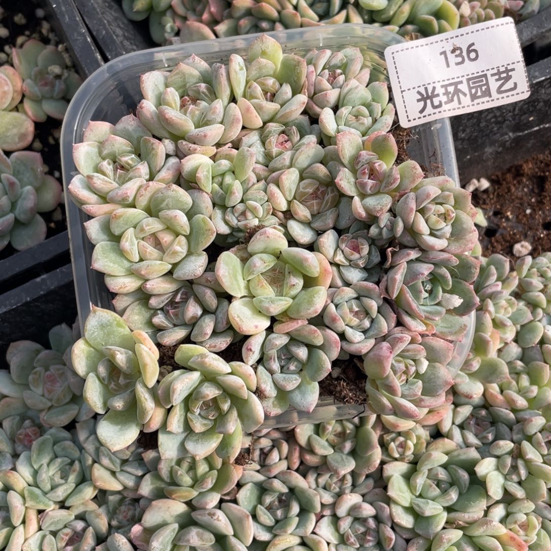 136号七妹切糕一份包邮